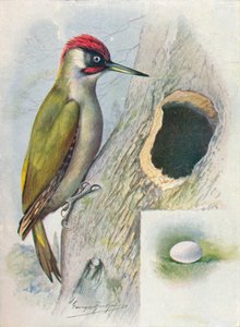 Grünspecht - Gecinus viridis von George James Rankin