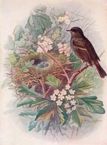 Heckenbraunelle - Accentor modularis, ca. 1910 von George James Rankin