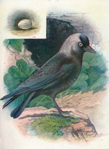 Dohle - Corvus monedula, ca. 1910 von George James Rankin