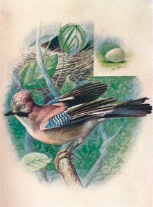 Eichelhäher - Garrulus glandarius, um 1910 von George James Rankin