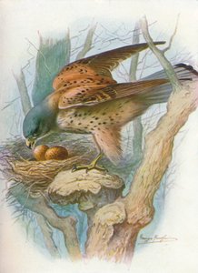 Turmfalke - Falco tinnunculus, um 1910, 1910