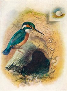 Eisvogel - Alcedo ispida, ca. 1910, 1910 von George James Rankin