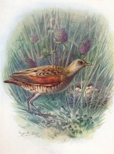 Wachtelkönig oder Wiesenralle - Crex pratensis, um 1910 von George James Rankin