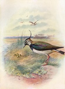 Kiebitz oder Kiebitz - Vnellus vulgaris von George James Rankin