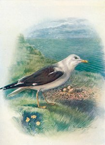 Heringsmöwe - Larus fuscus, um 1910, 1910 von George James Rankin