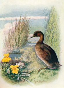 Zwergtaucher - Podicipes fluviatilis, ca. 1910 von George James Rankin