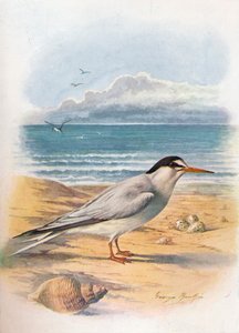 Zwergseeschwalbe - Sterna minuta, um 1910 von George James Rankin