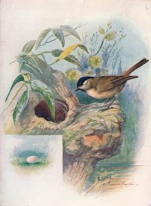 Sumpfmeise - Parus palustris, ca. 1910 von George James Rankin