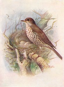 Misteldrossel - Turdus viscivorus, um 1910 von George James Rankin