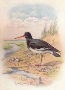 Austernfischer - Haematopus ostralegus, ca. 1910, 1910 von George James Rankin