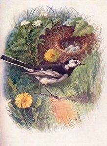 Bachstelze - Motacilla lugubris, um 1910