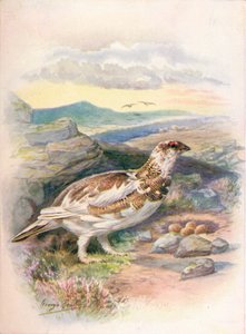 Schneehuhn - Lagopus mutus, um 1910