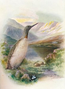 Rothalstaucher - Colymbus septentrionalis, um 1910 von George James Rankin