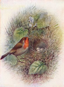 Rotkehlchen oder Robin - Erithacus rubecula von George James Rankin