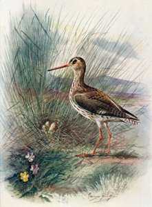 Rotschenkel - Totanus calidris, ca. 1910