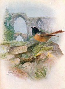 Gartenrotschwanz - Ruticilla phoenicurus, um 1910 von George James Rankin