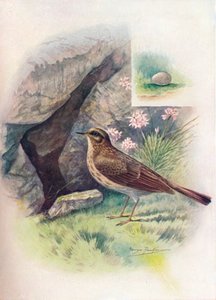 Strandpieper - Anthus obscurus, um 1910 von George James Rankin
