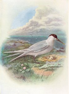 Brandseeschwalbe - Sterna cantiaca