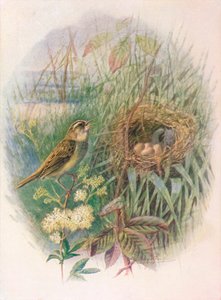 Rohrschwirl - Acrocephalus phragmitis von George James Rankin
