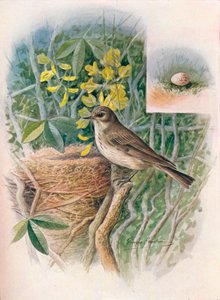Grauschnäpper - Muscicapa grisola, ca. 1910 von George James Rankin