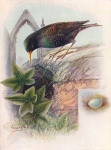 Star - Sturnus vulgaris, um 1910 von George James Rankin
