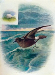 Sturmschwalbe - Procellaria pelagica von George James Rankin