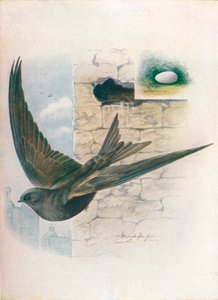 Mauersegler - Cypselus apus, ca. 1910 von George James Rankin