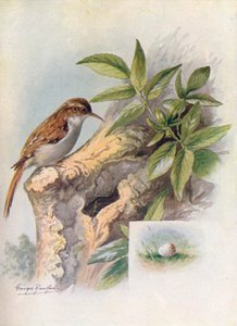 Baumläufer - Certhia familiaris, ca. 1910 von George James Rankin