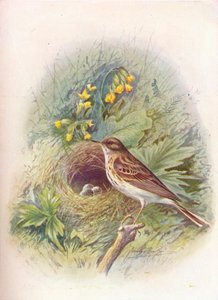 Baumpieper - Anthus trivialis, um 1910 von George James Rankin