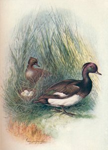 Reiherente - Fuligula cristata