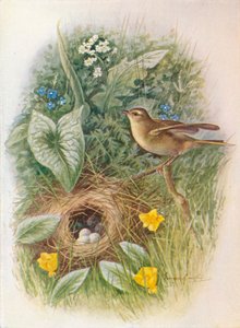 Fitis - Phylloscopus trochilus, um 1910, 1910 von George James Rankin