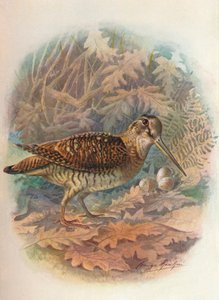 Waldschnepfe - Scolopax rusticula, ca. 1910, 1910