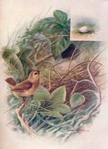 Zaunkönig - Troglodytes parvulus, um 1910, 1910 von George James Rankin