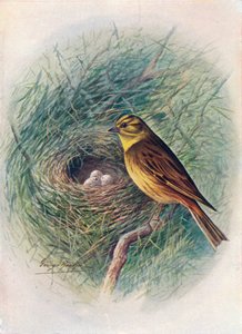 Goldammer - Emberiza citrinella, ca. 1910 von George James Rankin