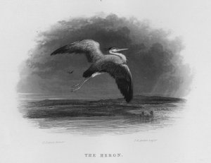 Der Reiher
