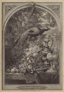 Der Pfau zu Hause