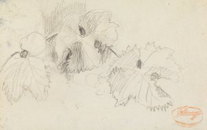 Studie von Blättern 1 von George Romney
