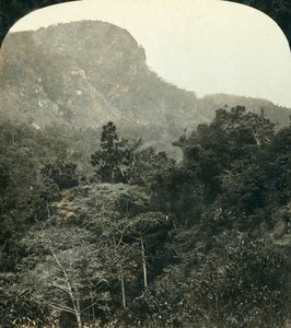 Tropische Vegetation in der Barron River Schlucht, Cairns, Queensland, Australien, ca. 1909 von George Rose