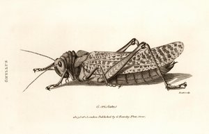 Antiker Druck einer Heuschrecke von George Shaw
