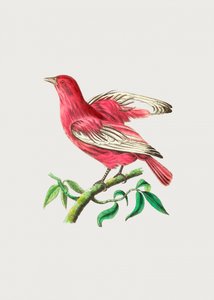 Pompadour-Schreier