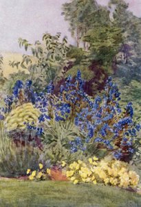 Anchusa Italica Dropmore Sorte, die Dropmore Alkanet, mit Clematis recta und Veilchen von George Soper