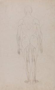 Eine vergleichende anatomische Darstellung der Struktur des menschlichen Körpers mit der eines Tigers und eines gewöhnlichen Huhns: Menschliche Figur, Rückansicht (Weitere Studie für Tafel XII) von George Stubbs
