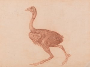 Vergleichende anatomische Darstellung der Struktur des menschlichen Körpers mit der eines Tigers und eines gewöhnlichen Huhns: Dorking-Henne, Seitenansicht von George Stubbs