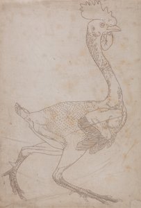 Vergleichende anatomische Darstellung des menschlichen Körpers mit einem Tiger und einem Haushuhn: Körper des Huhns, Seitenansicht (Wahrscheinlich zur Übertragung auf die Platte für die Gravur der Schlüsselfigur zu Tafel X vorbereitet) von George Stubbs