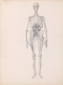 Vergleichende anatomische Darstellung der Struktur des menschlichen Körpers mit der eines Tigers und eines gewöhnlichen Huhns: Menschliche Figur, Vorderansicht (Fertige Studie der letzten Phase der Sektion) von George Stubbs
