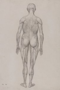 Vergleichende anatomische Darstellung der Struktur des menschlichen Körpers mit der eines Tigers und eines gewöhnlichen Huhns: Menschliche Figur, Rückansicht (fast identisch mit fertiger Zeichnung für Tafel XII) von George Stubbs