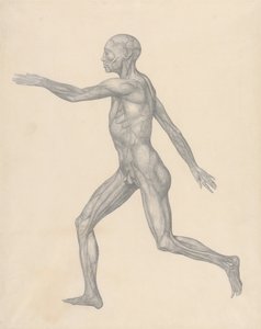 Vergleichende anatomische Darstellung der Struktur des menschlichen Körpers mit der eines Tigers und eines gewöhnlichen Huhns: Menschliche Figur, Seitenansicht, nach Entfernung der Haut und der darunterliegenden Faszienschichten (Fertige Studie für Tafel X von George Stubbs