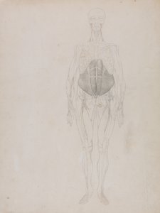 Vergleichende anatomische Darstellung der Struktur des menschlichen Körpers mit der eines Tigers und eines gewöhnlichen Huhns: Menschliche Figur, Vorderansicht (größtenteils in Umrissen) von George Stubbs