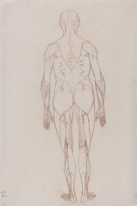 Vergleichende anatomische Darstellung der Struktur des menschlichen Körpers mit der eines Tigers und eines gewöhnlichen Huhns: Menschliche Figur, Rückansicht (Umrisszeichnung) von George Stubbs