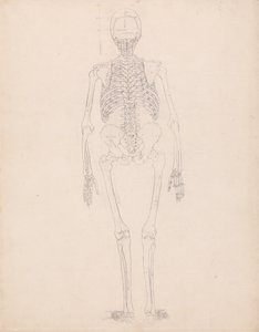 Vergleichende anatomische Darstellung der Struktur des menschlichen Körpers mit der eines Tigers und eines gewöhnlichen Huhns: Menschliches Skelett, Rückansicht von George Stubbs